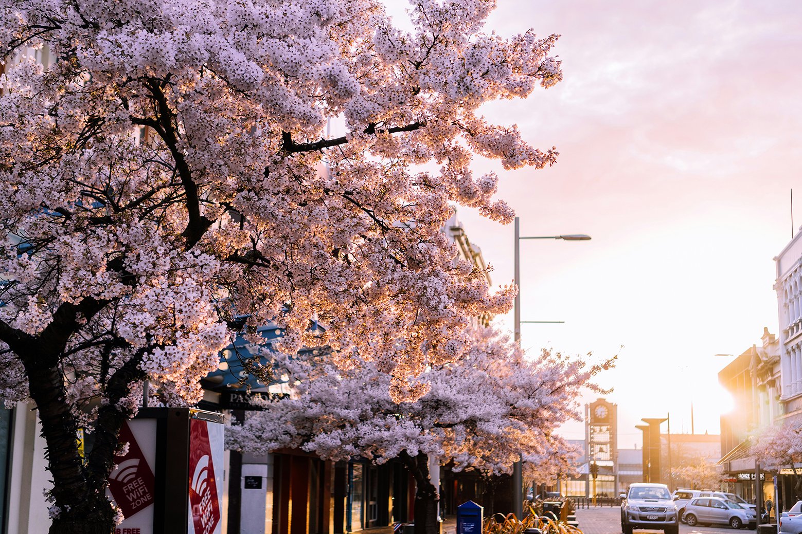 Photo by <a href="https://unsplash.com/@swafie?utm_content=creditCopyText&utm_medium=referral&utm_source=unsplash">Sulthan Auliya</a> on <a href="https://unsplash.com/photos/white-cherry-blossom-tree-near-building-during-daytime-pjj4adIYykY?utm_content=creditCopyText&utm_medium=referral&utm_source=unsplash">Unsplash</a>
      